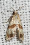 Phalonidia contractana