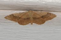 Idaea aversata