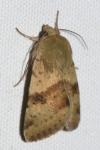 Heliothis viriplaca