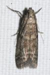 Ephestia