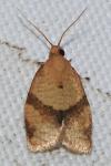 Clepsis consimilana