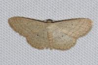 Scopula minorata