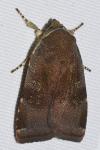 Noctua janthe / Noctua janthina
