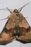 Heliothis viriplaca