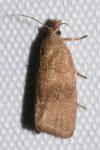 Celypha