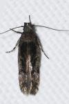 Gelechiidae