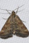 Pyrausta despicata