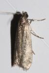 Pyralidae