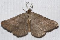 Isturgia murinaria