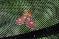 Pyrausta purpuralis