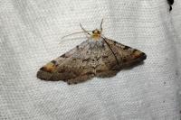 Macaria liturata