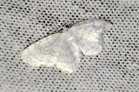 Asthena albulata