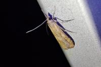 Nomophila noctuella