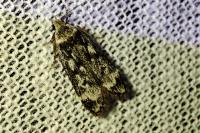 Anacampsis blattariella