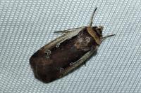 Ochropleura plecta