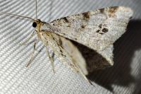 Macaria notata