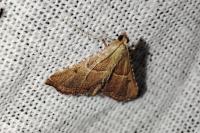 Endotricha flammealis