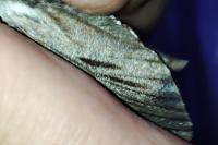 Hyloicus maurorum / Hyloicus pinastri