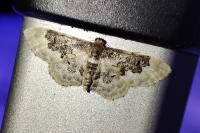Idaea rusticata