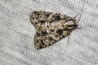 Acronicta rumicis