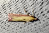 Oncocera semirubella
