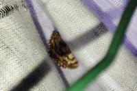 Ematurga atomaria