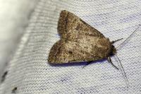 Hoplodrina blanda