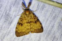 Lymantria dispar