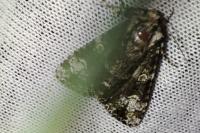 Craniophora ligustri