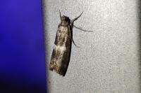 Elegia similella