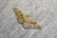Idaea degeneraria