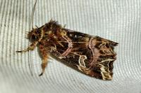 Callopistria juventina