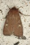 Xestia xanthographa