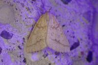 Aspitates ochrearia