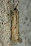 Agriphila geniculea