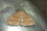 Zanclognatha lunalis