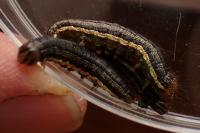 Mythimna unipuncta