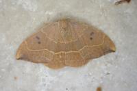 Watsonalla binaria