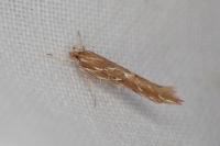 Pyroderces argyrogrammos