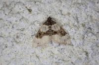 Cosmorhoe ocellata