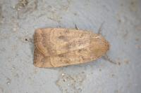 Noctua interjecta