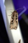 Xestia c-nigrum