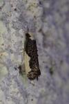 Monopis monachella