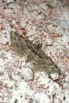 Gymnoscelis rufifasciata