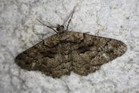Peribatodes ilicaria