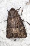 Luperina testacea