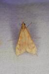 Antigastra catalaunalis