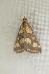 Pyrausta purpuralis