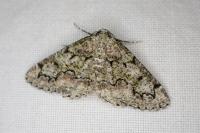Cleorodes lichenaria