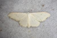 Idaea straminata